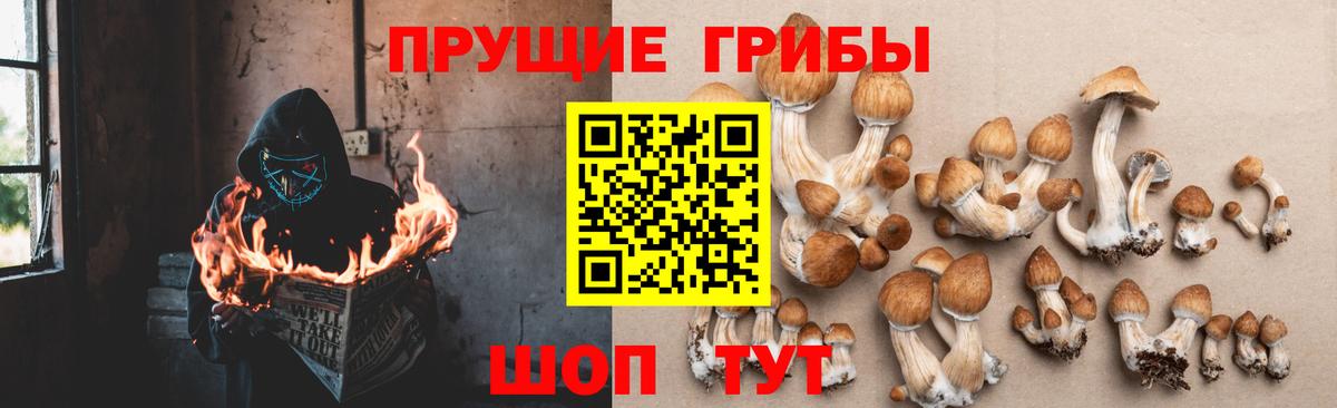 Псилоцибиновые грибы Psilocybe Волжский